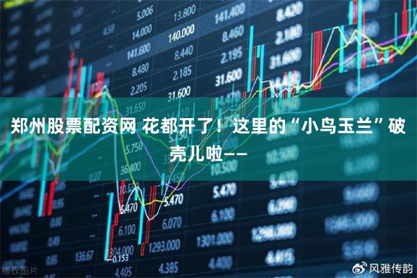 郑州股票配资网 花都开了！这里的“小鸟玉兰”破壳儿啦——
