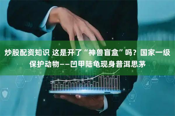 炒股配资知识 这是开了“神兽盲盒”吗？国家一级保护动物——凹甲陆龟现身普洱思茅