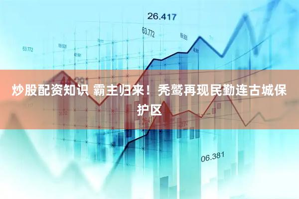 炒股配资知识 霸主归来！秃鹫再现民勤连古城保护区